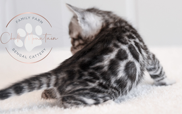 Bengal kitten for sale